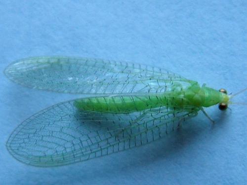Chrysotropia ciliata